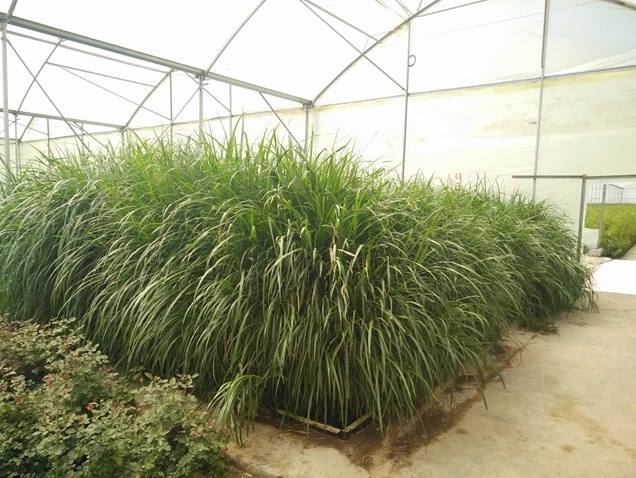 Napier grass grown in a greenhouse nursery for planting the wetland