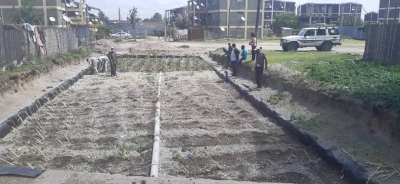Workers planting wetland cuttings in rows on the gravel bed, with the distribution pipe running down the middle
