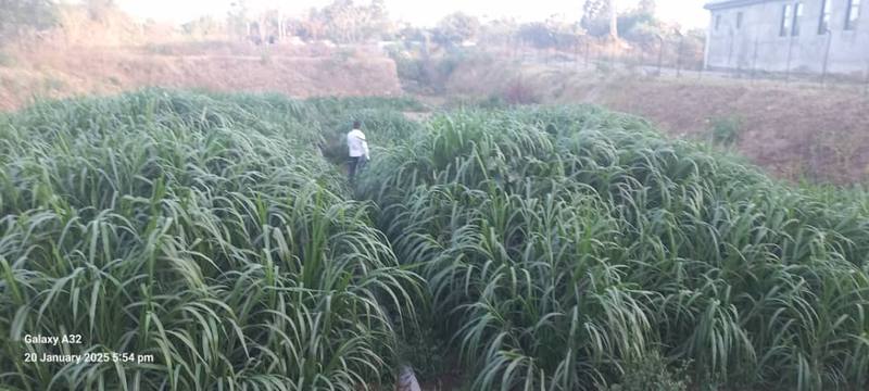 The planted constructed wetland at the Dembela condominium estate in Adama