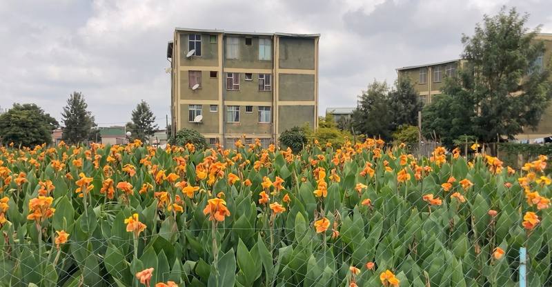 A flowering constructed wetland in front of condominium blocks
