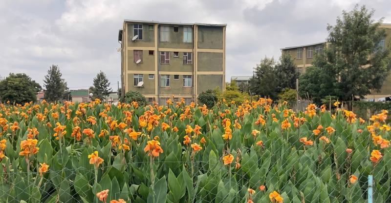 Flowering wetland plants in front of condominium blocks in Shashemene