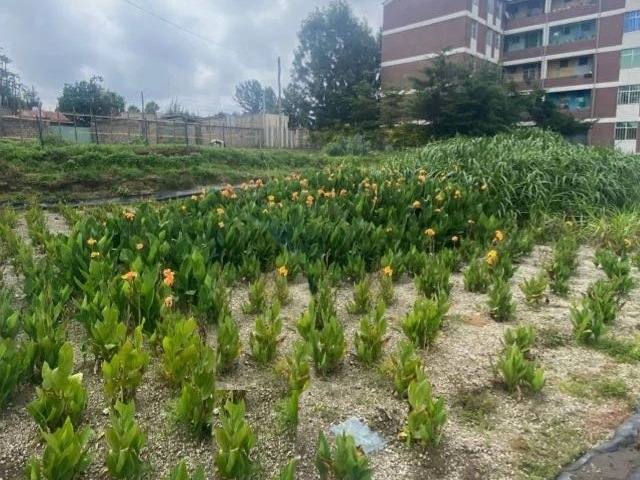 Rows of flowering canna and young wetland plants on a gravel bed in front of condominium blocks in Shashemene